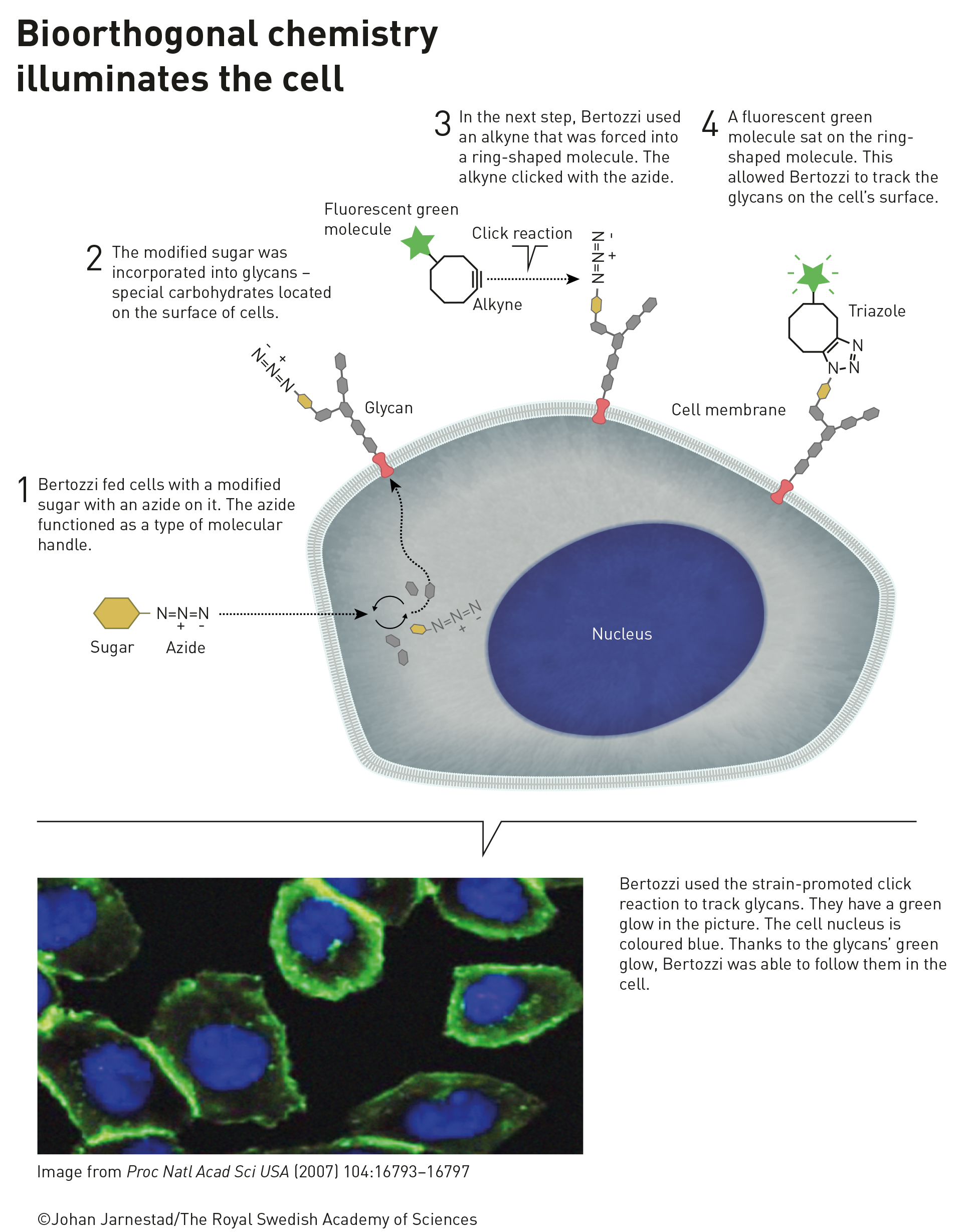 Press release: The Nobel Prize in Chemistry 2022 – Laboratorios Rosalind