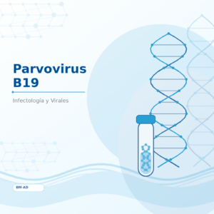 Parvovirus B19